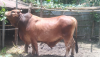 বাদশা বিক্রি করা হবে